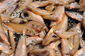 Apakah Ikan Asin Perlu Dicuci?