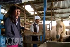 Susu Kuda Perah Ala Berastagi, Mau?