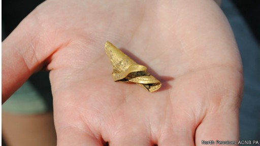 Jepit Rambut Tertua Dunia Ditemukan