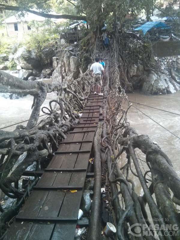 Jembatan Unik di Kab Pesisir Selatan Sumbar Ini Terbuat dari Akar Pohon