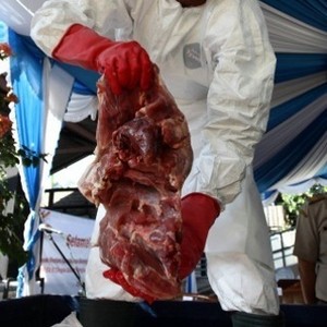 Bandar Penyelundup Daging Celeng Belum Juga Terungkap, Kenapa?