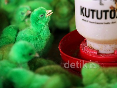 Pasca Lebaran, Penjualan Bibit Ayam Kembali Stabil