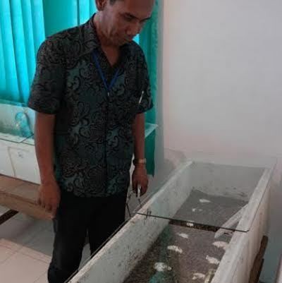 Dua Ekor Komodo Koleksi KBS Bertelur 39 Butir