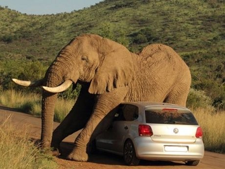 Lagi Musim Kawin, Gajah Ini Kesengsem dengan VW Polo