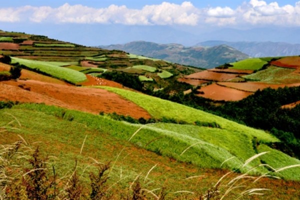Aneh Tapi Nyata, China Punya Sawah Berwarna Merah