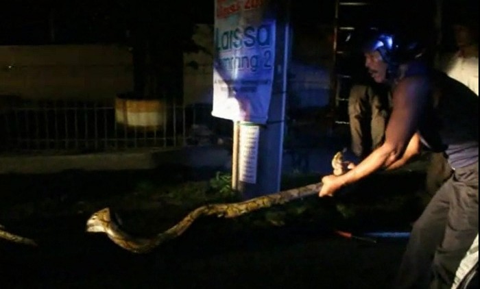 Ular Piton ini Nyangkut di Tiang Listrik dan Bikin Repot Warga Semarang