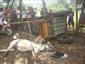 Pasutri Penarik Delman Tewas Ditabrak Bus, Kudanya juga Mati