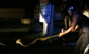 Ular Piton ini Nyangkut di Tiang Listrik dan Bikin Repot Warga Semarang