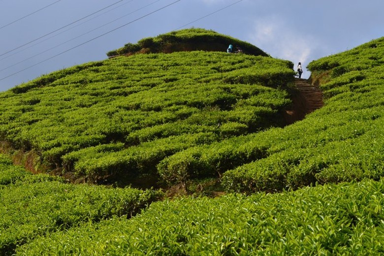 Kebun Teh Puncak Gunung Mas Tiket Aktivitas Juli 2020 Travelspromo