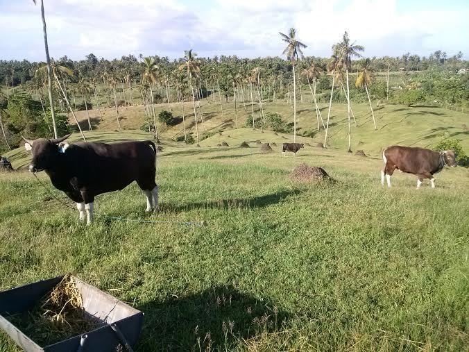 RI Punya Stok Belasan Juta Ekor Sapi Tapi Masih Impor, Ini Penyebabnya