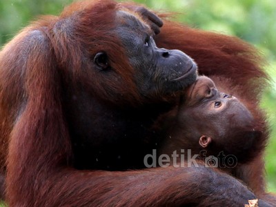 Melihat Tingkah Lucu Orangutan di Samboja Lestari