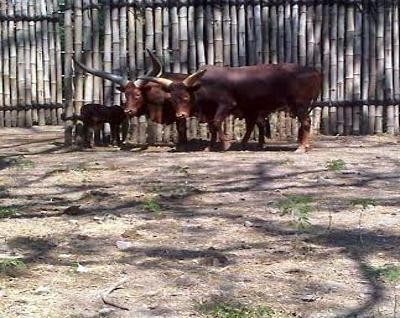 Seloso Lahir, Koleksi Satwa KBS Bertambah