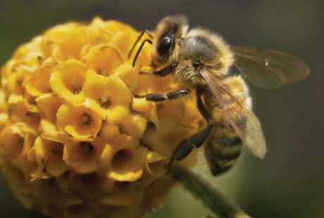 Racun Ular, Kalajengking dan Lebah Simpan Rahasia Obat Kanker