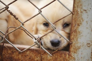 Hati-hati, Konsumsi Daging Anjing Bisa Berbahaya Bagi Tubuh!