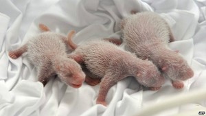 Lucunya! Trio Panda Ini Lahir di Kebun Binatang China