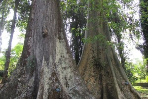Hai Jomblo, Ada Pohon untuk Bertemu Jodoh di Kebun Raya Bogor