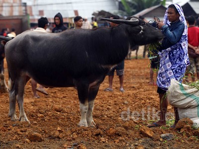 Mengintip Pasar Khusus Kerbau di Toraja