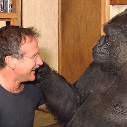 Tak Hanya Fans, Gorila Ini Juga Tangisi Kepergian Robin Williams