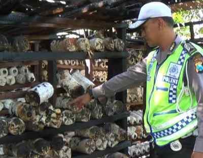 Gudang Budidaya Jamur SMAN 11 Manukan Terbakar