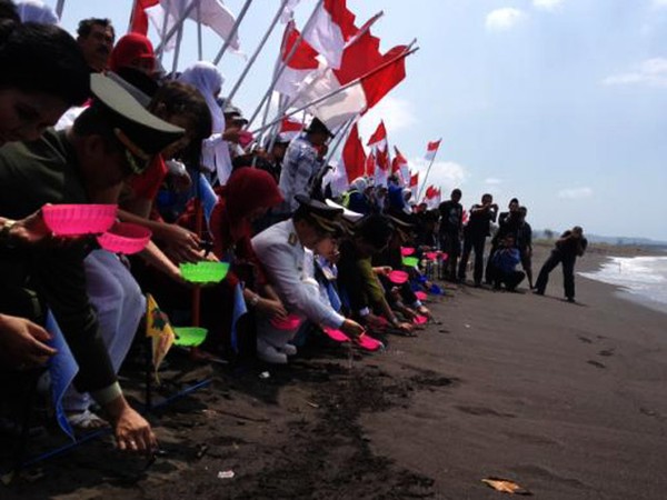 Bupati Banyuwangi Merdekakan Anak Penyu