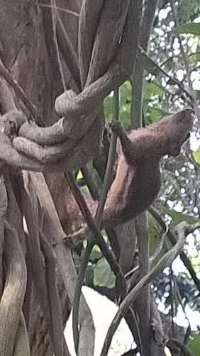 Melihat Penampakan Penunggu Pohon Beringin di Taman Langsat Mayestik