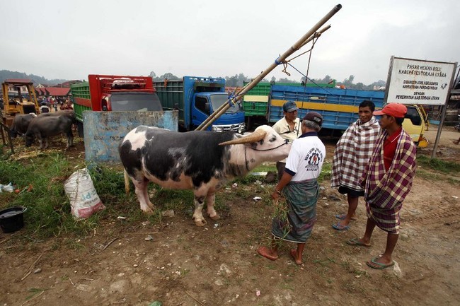 Wow, Ada Kerbau Semahal Alphard di Toraja