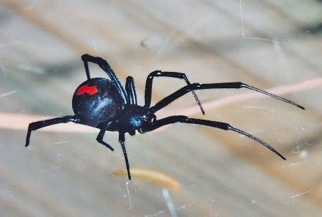 Tak Jadi Spiderman, Korban Gigitan Laba-laba Bisa Lumpuh, Koma dan Tewas