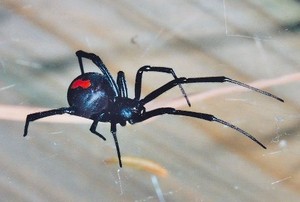 Tak Jadi Spiderman, Korban Gigitan Laba-laba Bisa Lumpuh, Koma dan Tewas