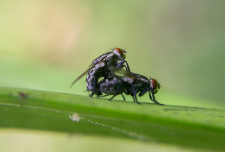 Iyuh, Inikah yang Dilakukan Lalat Saat Hinggap di Makanan?