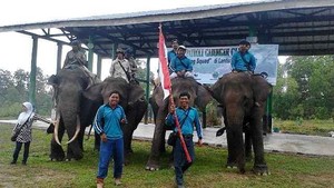 Cegah Konflik Satwa Liar dan Manusia, 6 Gajah Patroli di TN Tesso Nelo