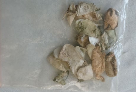 Cerita tentang Ekstrak Jaring Laba-laba, Obat Luka Kreasi Mahasiswa UGM