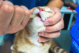 Hewan Sembarangan Diberi Antibiotik, Efeknya Bisa ke Manusia