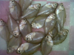 Ikan Bawal Berkembang, Populasi Ikan Pora-Pora di Danau Toba Terancam