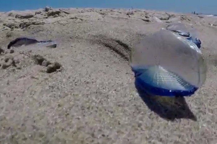 Mahluk Aneh Seperti Jeli Menyerbu Pantai di California