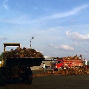 Penggunaan Bioavtur Hanya Mengurangi Emisi Karbon Bukan Hemat Bahan Bakar
