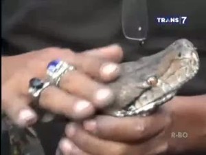 Penemuan Ular Piton Sepanjang 5 Meter Gegerkan Warga