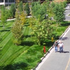 Kantor VMware Seperti di Tengah Hutan, Asri & Nyaman