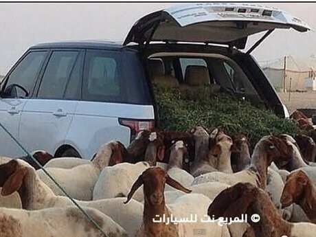 Gokil, Range Rover Jadi Mesin Pemberi Makan Kambing