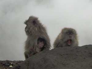 Brrr! Monyet Juga Kedinginan di Rinjani