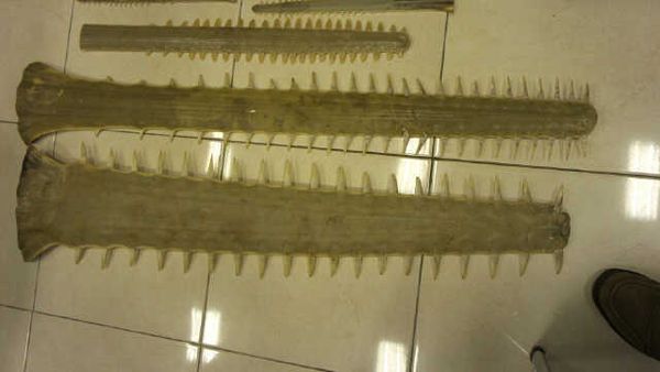 Polisi Tangkap Penjual Moncong Ikan Hiu Gergaji Sentani Polisi Tangkap Penjual Moncong Ikan Hiu Gergaji Sentani