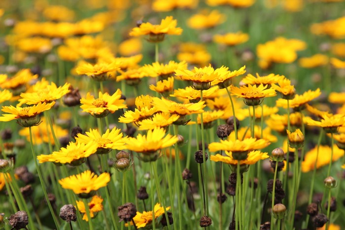 Inikah Surga Bunga di Jepang?