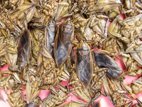 Jangkrik dan Ulat Goreng, Camilan Enak dari Thailand