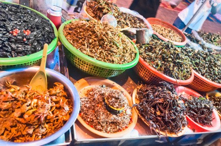 Mau Ngemil Semut, Kupu-kupu atau Lebah? Semuanya Kaya Protein (1)