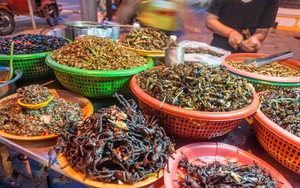 Mau Ngemil Semut, Kupu-kupu atau Lebah? Semuanya Kaya Protein (1)