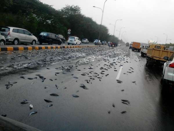 Ratusan Ikan Lele Berserakan di Tol Cikarang, Lalin Macet 1 Kilometer
