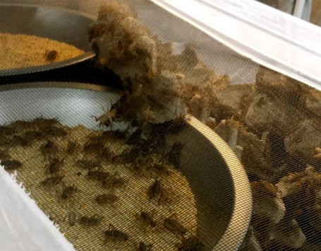 Foto: Getty Images // Big Cricket Farms Foto: Getty Images // Big Cricket Farms