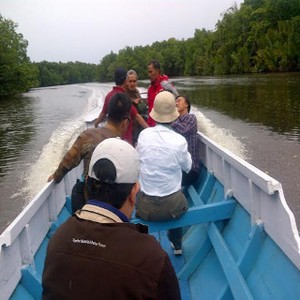 Hati-hati, Buaya Ganas Mengintai Lokasi Pabrik Sagu di Papua