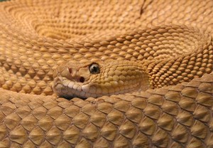 Bawa 19 Ular Viper di Bandara Cengkareng, Man Bok Mengaku Kolektor Ular