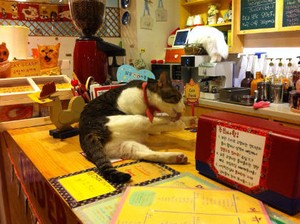 Serunya Santai dan Bermain dengan Para Kucing di Cat Cafe, Seoul