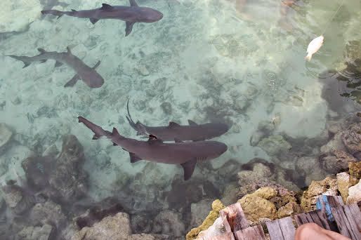 Berenang Bersama Hiu di Karimun Jawa, Wisata Anti-Mainstream yang Wajib Dicoba